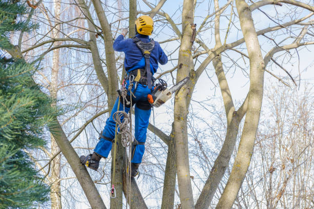 Reliable Farmington, PA Tree Care Solutions