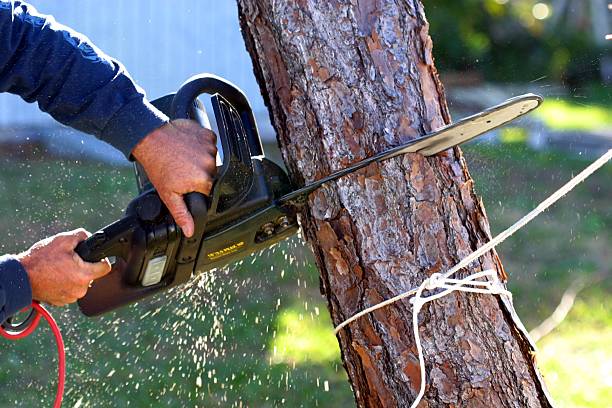 Best Tree Trimming and Pruning  in Farmington, PA