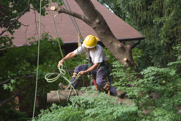 Lawn Watering Services in Farmington, PA